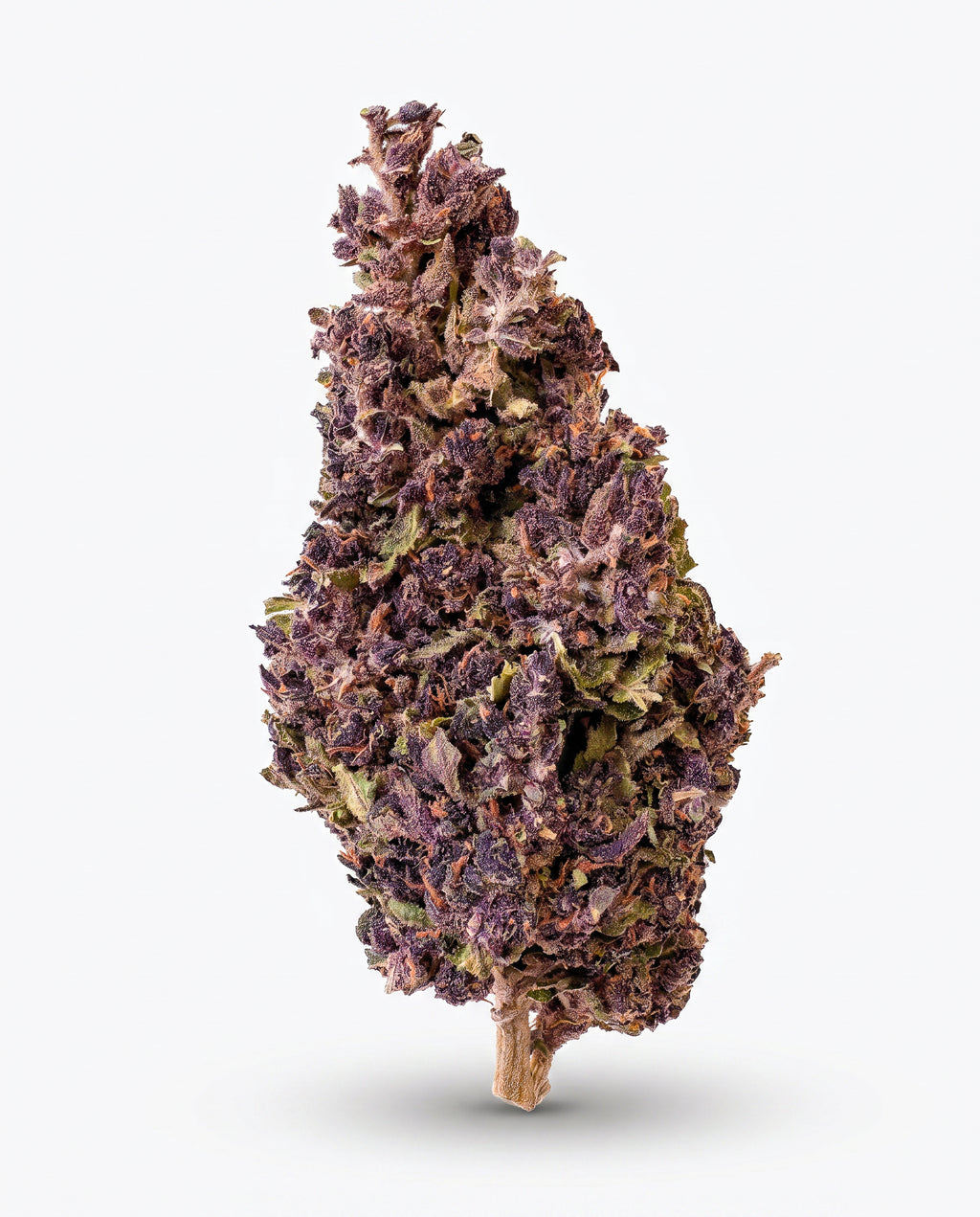 Dioica88